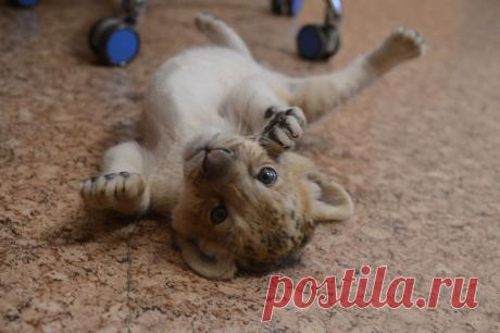 Гордость новосибирского зоопарка Лилигр. Научный эксперимент или случайность | Сибириада Пульс... Лилигр — помесь лигра и льва. Невозможный в живой природе гибрид, его появление на земле — исключительно заслуга человека.