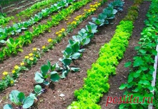 Разбиваем огород по методу Митлайдера