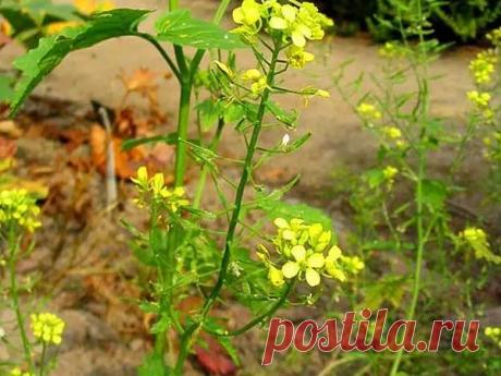 Как избавить участок от болезней, вредителей и сорняков одним махом! | 6 соток