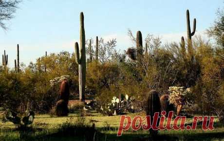 Гигантские кактусы сагуаро в пустыне Сонора - Путешествуем вместе