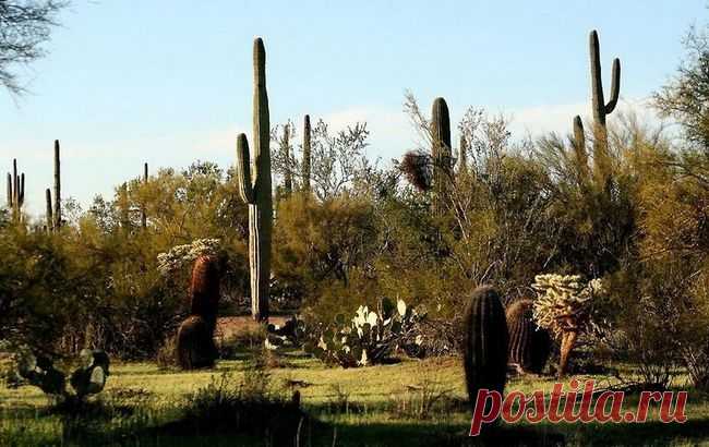 Гигантские кактусы сагуаро в пустыне Сонора - Путешествуем вместе