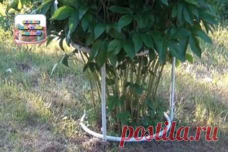 Конструкция для подвязки пионов       
 
Подготовка  
 
Нам понадобится:  
1. металлопластиковая водопроводная труба  
2. кусок дерева, в данном случае вагонка  
3. кусок садового шланга диаметром чуть больше водопроводной трубы  
4. саморезы