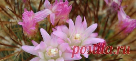 Эти кактусы путешествовали больше многих двуногих, но не спешите им завидовать: всему виной контрабандисты, не считающиеся с уязвимым положением этих растений.