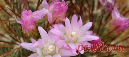 Эти кактусы путешествовали больше многих двуногих, но не спешите им завидовать: всему виной контрабандисты, не считающиеся с уязвимым положением этих растений.