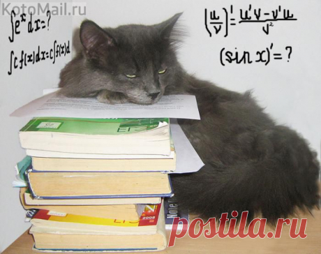 Ин­тересные факты о кошках - 16 Ноября 2014 - Все интересное - speromelius