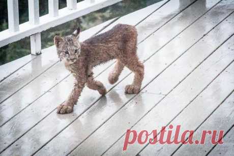 К жителю Аляски «пришел в гости» целый выводок рысей