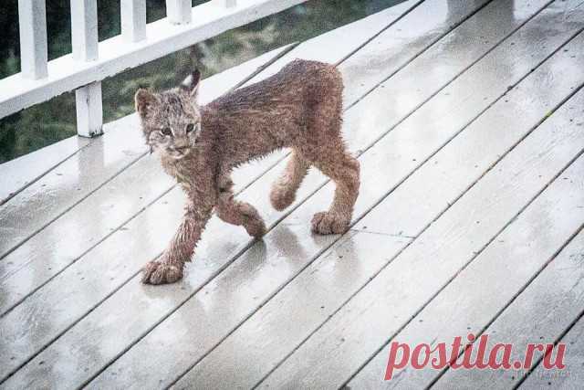 К жителю Аляски «пришел в гости» целый выводок рысей