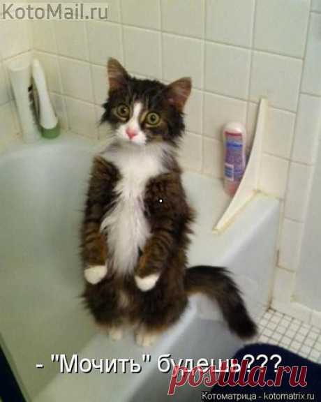 испугался | KotoMail.ru