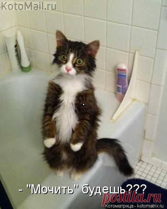 испугался | KotoMail.ru