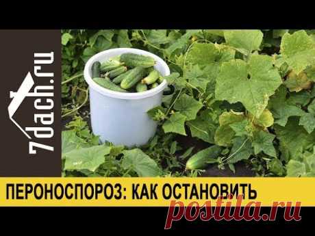 Пероноспороз огурцов: как его остановить и продлить плодоношение - 7 дач