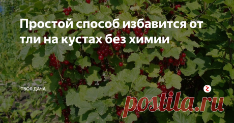 Простой способ избавится от тли на кустах без химии Как-то мы тут уже писали про свой сад, у нас 50 яблонь, так же много кустов белой смородины и крыжовника. Мы работаем по двору вдвоем, бывает так что попросту не замечаем появления вредителей.
Йод для обильного урожая огурцов и борьбы с вредителями
Если сильно запустили, оно прям видно, лист и сама веточка усеяна черными точечками. Такую ветку убираем под саму землю, скидываем все в одно место и с
