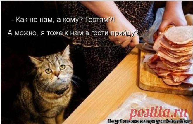 Четыре сыночка (котоматрица)