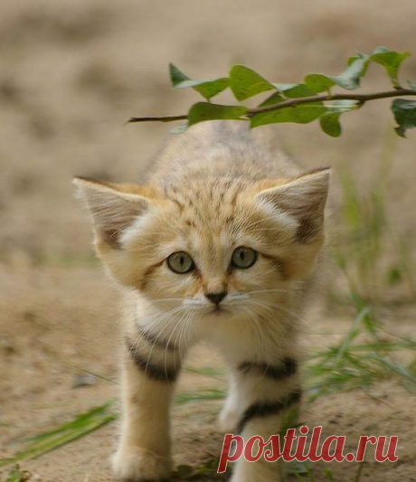 Sand cat – smallest wild cat | DinoAnimals.com