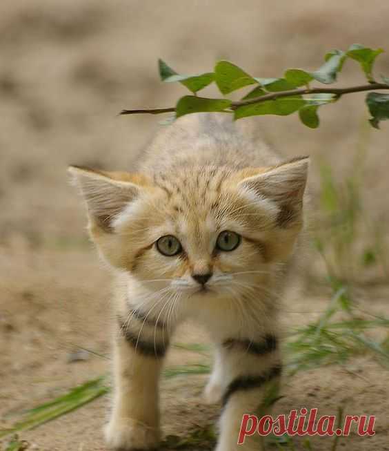 Sand cat – smallest wild cat | DinoAnimals.com