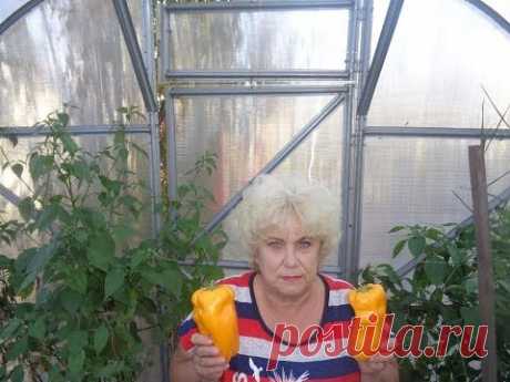 КАКИЕ СОРТА ПЕРЦА Я СЕЮ В ПЕРВУЮ ОЧЕРЕДЬ. Ольга Чернова.