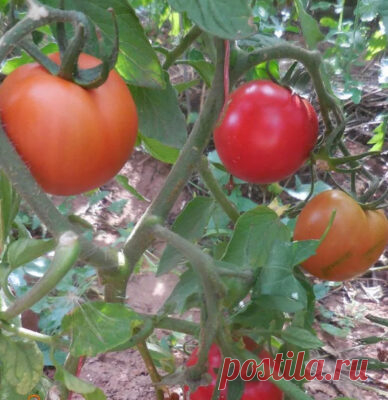 Ультраранние сорта помидоров: что выбрать для теплиц и для открытого грунта (+отзывы)