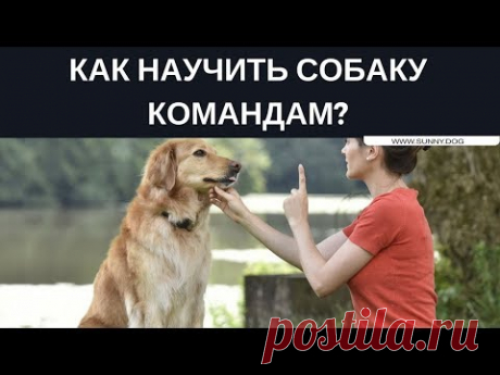 Как научить собаку командам?