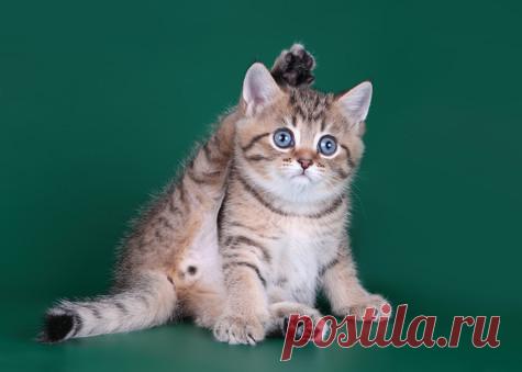 5 «кошачьих» советов для красоты и здоровья | Котойога Для развития гибкости суставов и мышц нет ничего лучше, чем котойога! Четыре «котасаны», которые кошки выполняют каждый день, и делают их тело таким безупречно гибким. К примеру, котасана «Приветствие мыши» выполняется так: встаньте прямо, выпрямите спину и на глубоком вдохе поднимите руки наверх, потянувшись к желанной мышке. На выдохе опустите руки. Попробуйте и другие «котасаны»: «Кошка мордой вниз», «Хвостасана» и «Валясана».