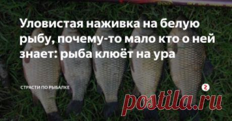 Уловистая наживка на белую рыбу, почему-то мало кто о ней знает: рыба клюёт на ура Что тут говорить, нужно пробовать! С такими наживками рыба в садке точно прибавится. Если бы не старожилы, которые при разговоре о рыбалке мне поведали об этих уловистых насадках, я бы так и оставался в неведении.
Необычные уловистые наживки, на которую отлично клюёт рыба, но почему-то мало кто о них знает
Многие из вас также еще не знают, что, допустим, карп охотно идёт на поклёвку с насаженным н