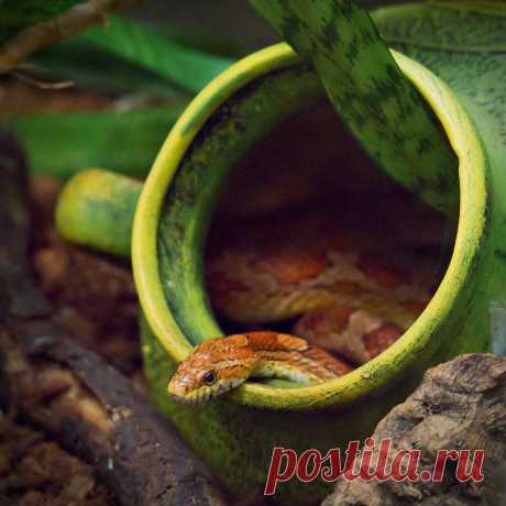 Яндекс.Фотки