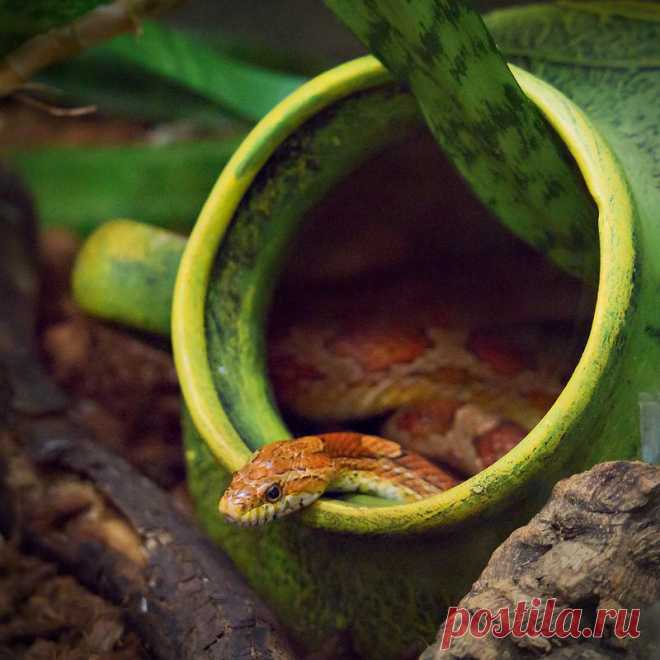 Яндекс.Фотки