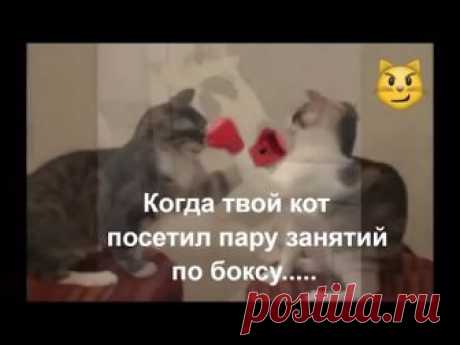 Как дерутся коты. Убойное видео прикол. /How cats fight Когда твой кот посетил пару занятий по боксу. Как дерутся коты - видео про кошек. Советы любителям кошек вы найдете на сайте https://cats-burg.ru/ Группа в ОД...