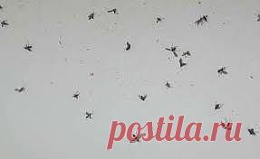 Как избавиться от мошек в комнатных цветах |