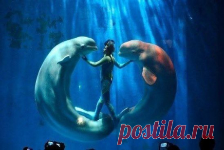 Шоу с белухами в Китае