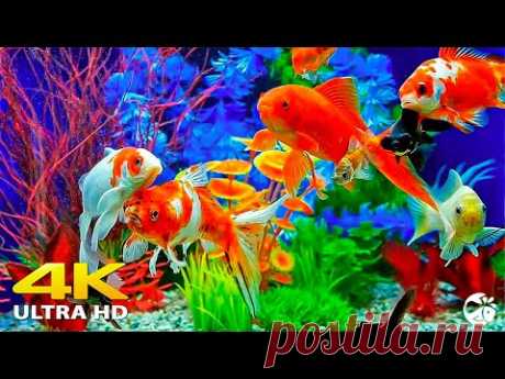 Лучший аквариум 4K для отдыха 🐠 — расслабляющие океанские пейзажи под вдохновляющую фортепианную му