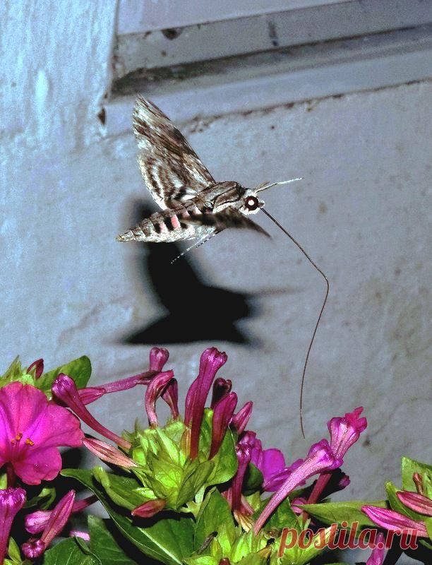 вьюнковый бражник фото: 203 изображения найдено в Яндекс.Картинках