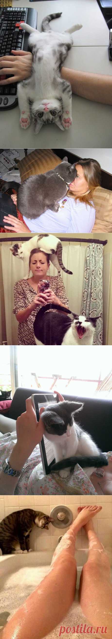 15 котов, которые плевать хотели на ваше личное пространство