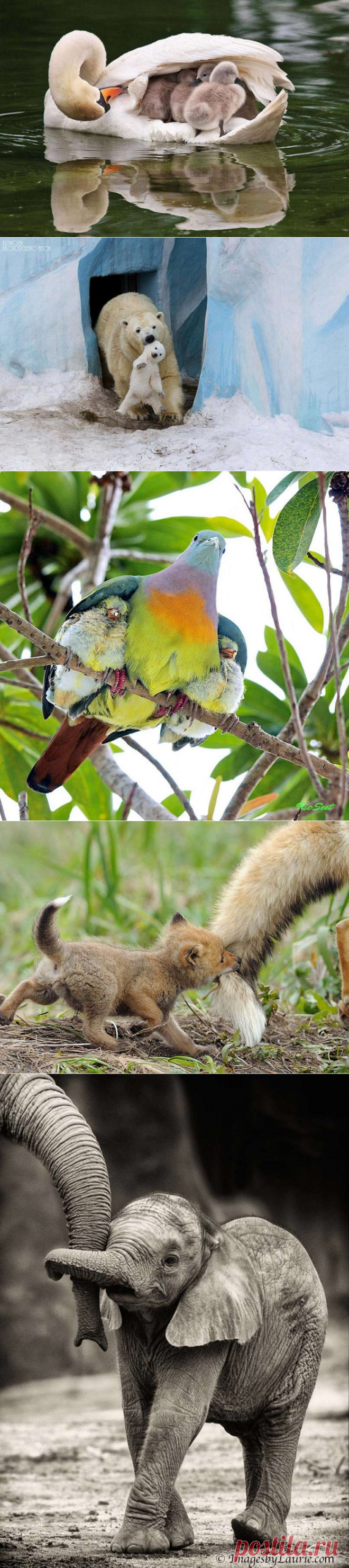 Трогательнейшие семейные сцены из мира животных.