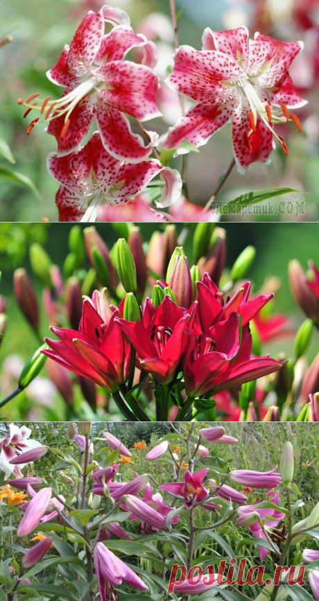 Когда пересаживать лилии