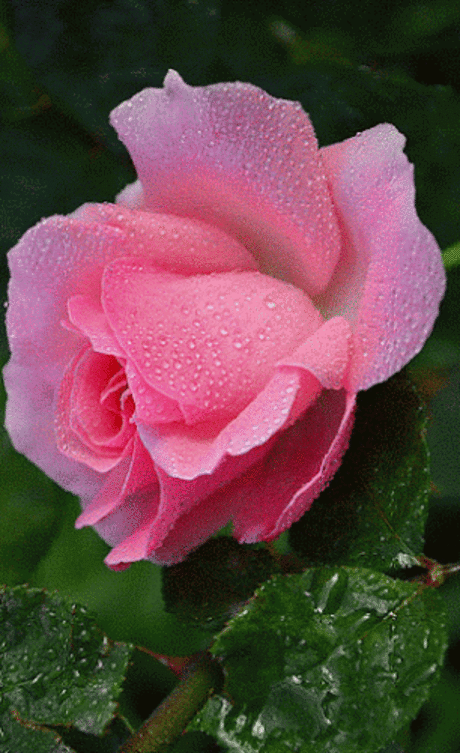 (24) Pinterest: инструмент для поиска и хранения интересных идей