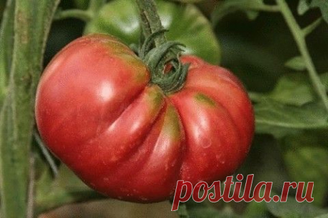 Секрет компостной кучи