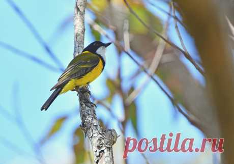 Golden Whistler | Marks-Gallery | Flickr