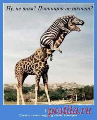 (11) Одноклассники