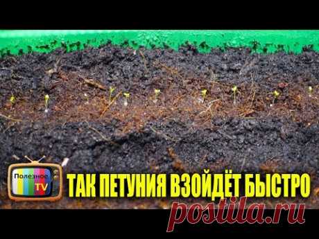 ТЕПЕРЬ СЕЮ ПЕТУНИЮ ТОЛЬКО ТАК СЕМЕНА ВСХОДЯТ ОЧЕНЬ БЫСТРО И 100%