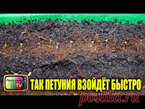 ТЕПЕРЬ СЕЮ ПЕТУНИЮ ТОЛЬКО ТАК СЕМЕНА ВСХОДЯТ ОЧЕНЬ БЫСТРО И 100%