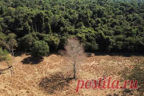 Крупнейшие на планете леса рекордно пострадали. Крупнейшие и самые разнообразные на планете леса Амазонии рекордно пострадали в 2021 году. Вырубка деревьев в бразильской части заповедника оказалась самой масштабной за последние 15 лет. По данным Национального института космических исследований, за год вырубка лесов увеличилась на 22 процента.