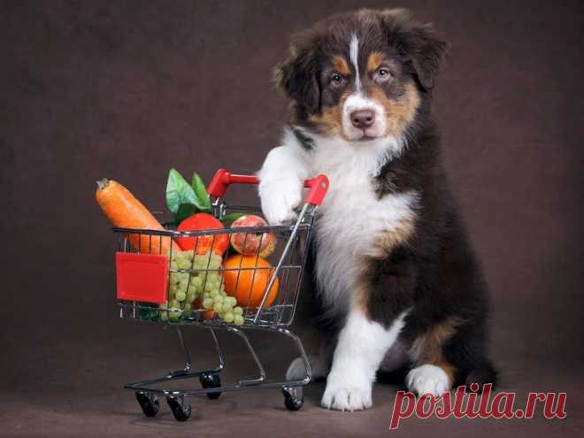 Лучшие фрукты и овощи для собак - PetTips