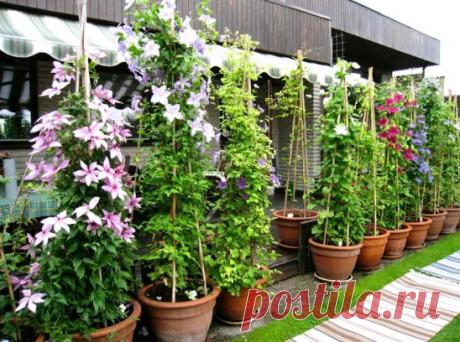 Правила выращивания клематисов
1. Клематисам важна тщательная подкормка и полив.
Место для растения подготовьте заранее, так как цветок уютно чувствует себя в нейтральных, слабокислых и слабощелочных почвах. Учтите, что свежий навоз и кислый торф клематисам вредят.
2. Правильно выбранная глубина посадки – залог хорошего разрастания клематиса.
Яма должна быть размером 40х40 см, а сам саженец следует заглублять на 10 см ниже, чем он рос в питомнике. Это позволяет корневой системе укрепиться в з