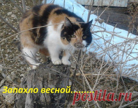 (62) Одноклассники
