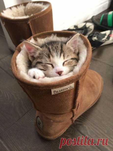 Коты, которых никто не понимает