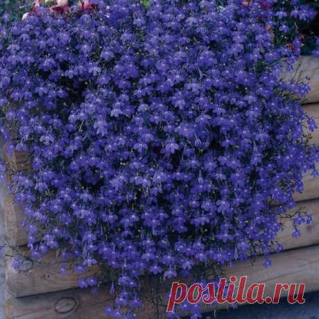 Как юная Офелия, цветущая лобелия...

Ну, это моя любовь. По все параметрам подходит для балкона: не прихотлива, не пачкает, обильное, непрекращающееся цветение до заморозка, в конце июля можно обрезать и она поднимается вновь. Это она только начала цвести, потом будет большое многоцветное облако, состоящее из сотен и сотен цветков, класс, как смотрятся в цветниках на открытом пространстве. Оценка цветку: пять в кубе.

Лобелия (Lobelia) растение нежное, ажурное, нарядное. ...