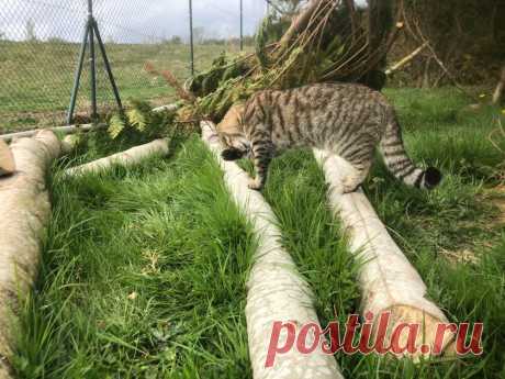 News — Wildcat Haven