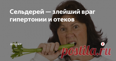 Сельдерей — злейший враг гипертонии и отеков Сейчас самое время есть больше свежего сельдерея. Если у вас есть дача,  стоит  обязательно посадить эту полезную зелень. Уход за ним минимальный. А польза — огромная.
Сельдерей  обязательно надо  обязательно включить в свой рацион всем гипертоникам и тем, у кого  повышенный холестерин в крови.
Именно сельдерей поможет  и при сильный приступах мигрени.
Почему  эту пряную зелень считают целебной?
