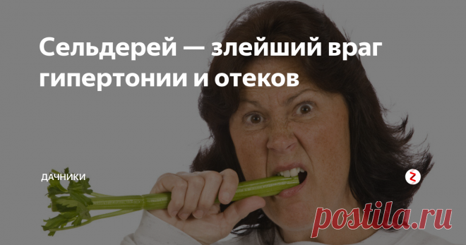 Сельдерей — злейший враг гипертонии и отеков Сейчас самое время есть больше свежего сельдерея. Если у вас есть дача,  стоит  обязательно посадить эту полезную зелень. Уход за ним минимальный. А польза — огромная.
Сельдерей  обязательно надо  обязательно включить в свой рацион всем гипертоникам и тем, у кого  повышенный холестерин в крови.
Именно сельдерей поможет  и при сильный приступах мигрени.
Почему  эту пряную зелень считают целебной?