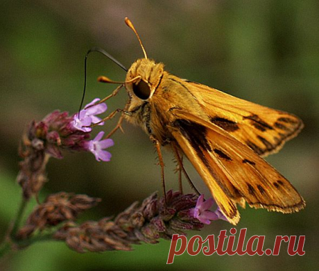 MAKRO FOTO