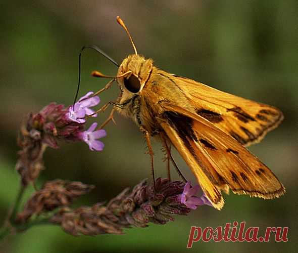 MAKRO FOTO